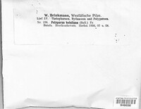 Fomitopsis betulina image
